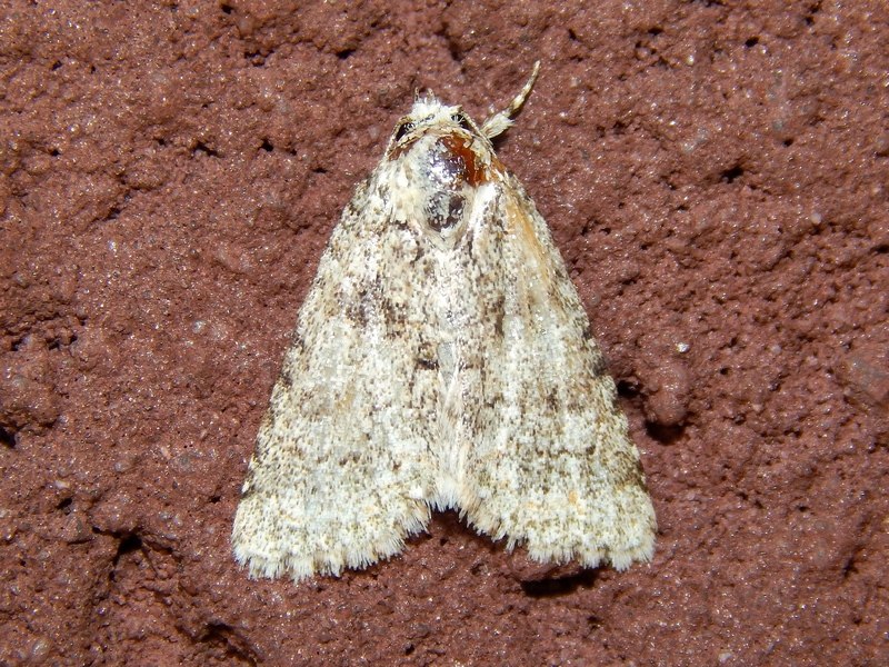 Noctuidae da ID